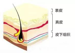 半永久的针只会进入表皮层，不会破坏毛囊！